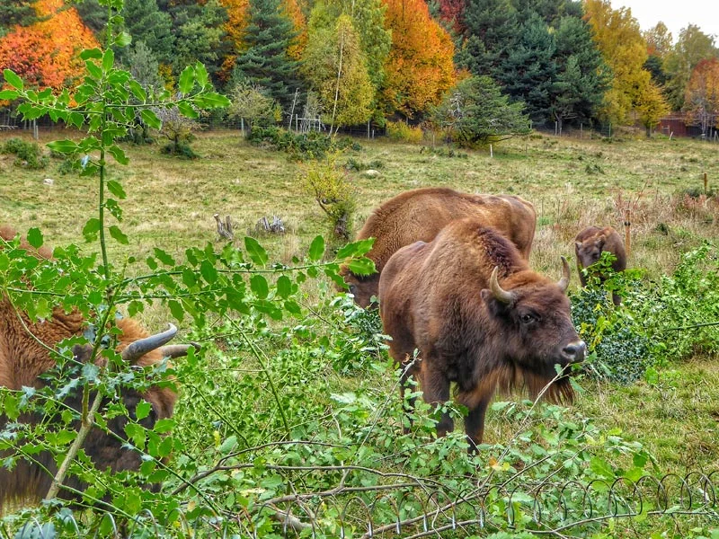 Bisontes en el Parque Faunístico de La Cuniacha, Sabiñánigo
