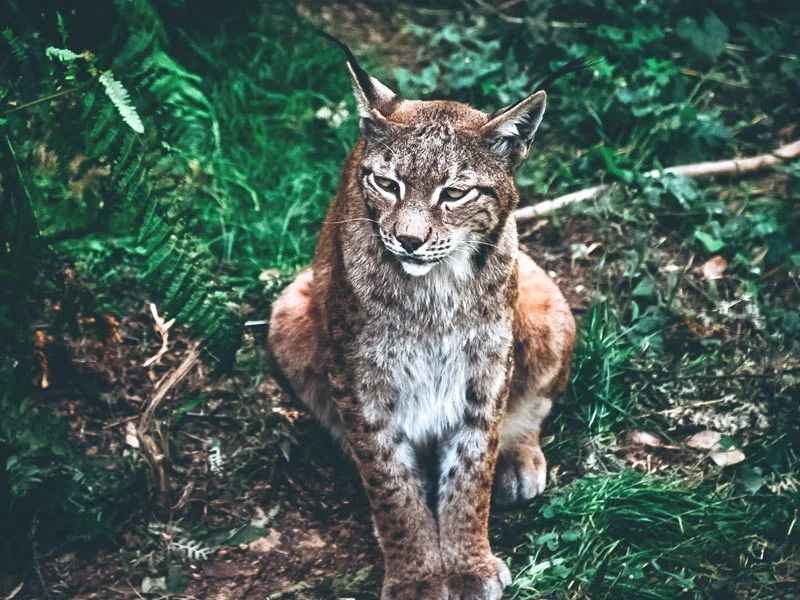 Lince ibérico en el Parque Faunístico de La Cuniacha, Huesca